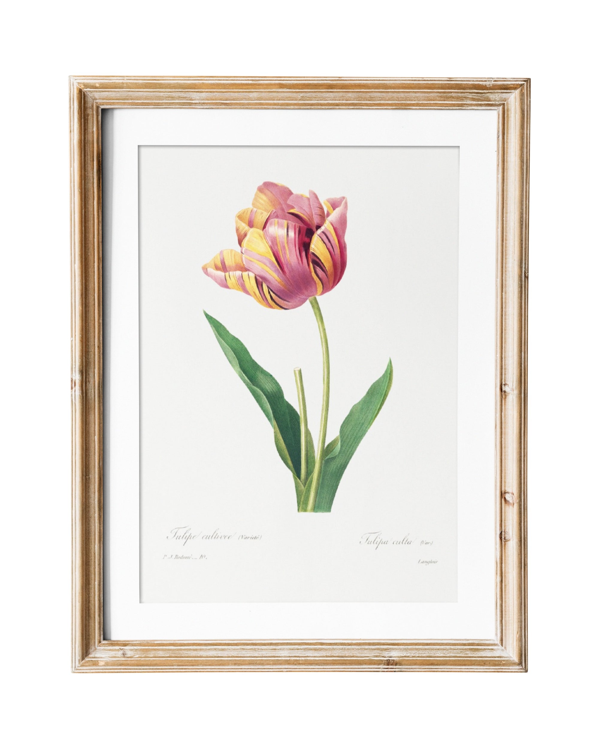 floral print gift - tulip flower - vintage flower