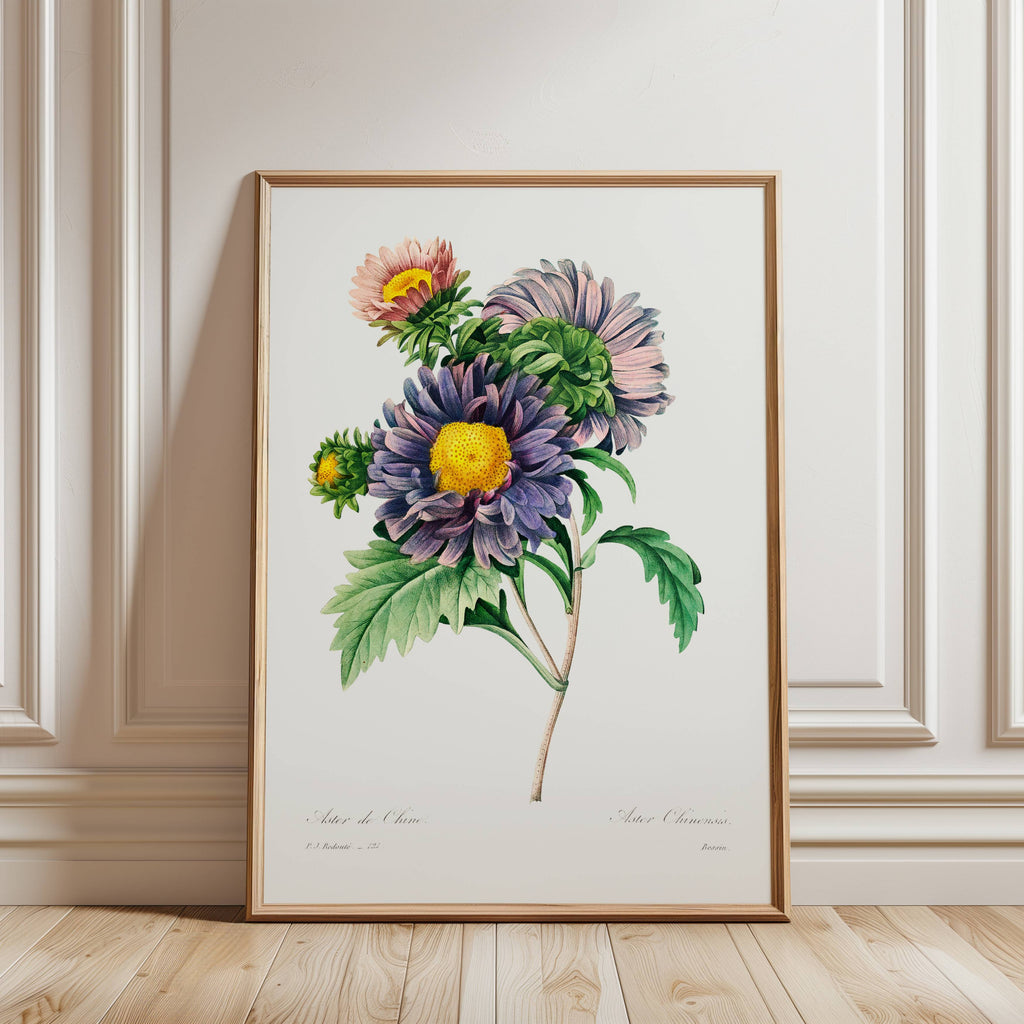 Aster Vintage Flower Print