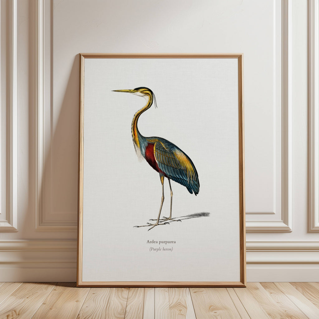 Vintage Heron illustration by Charles Dessalines D'Orbigny
