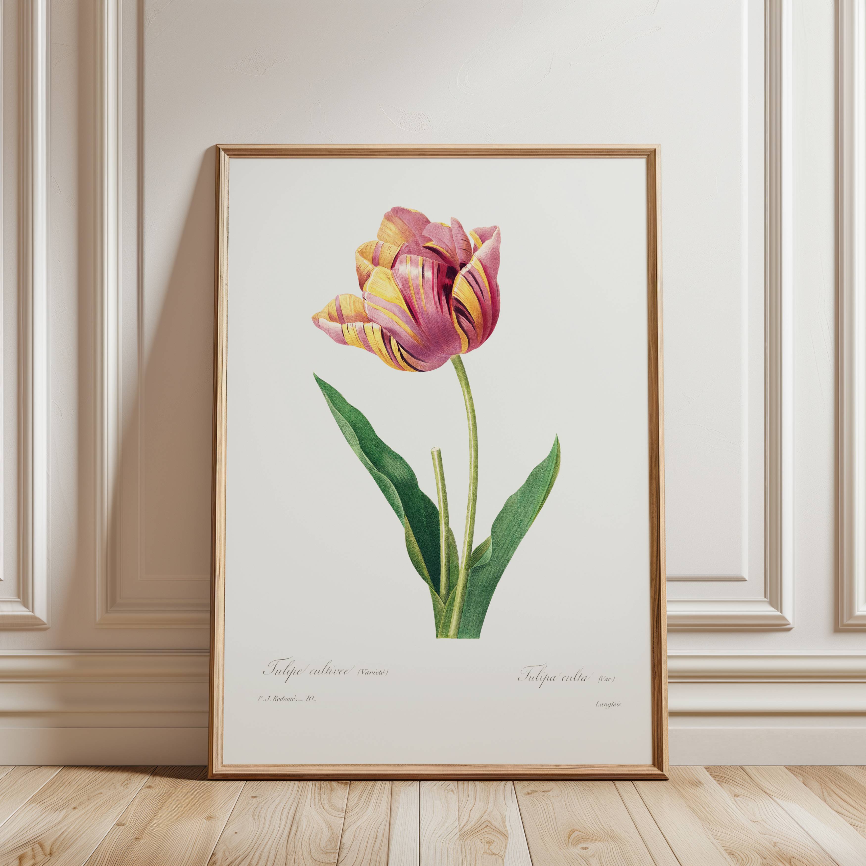 Tulip Vintage Flower Print