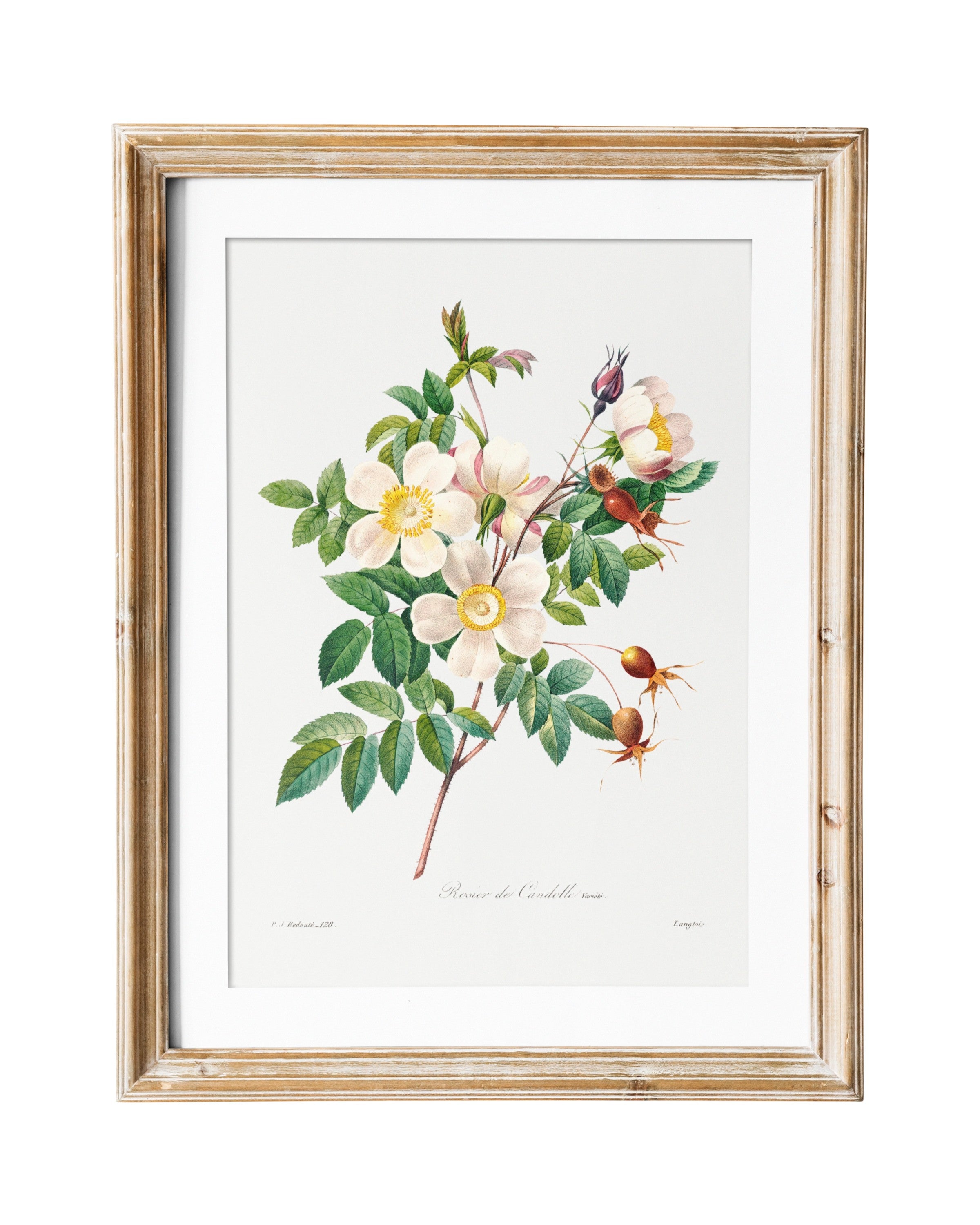 floral print - white rose - vintage flower print